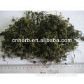 dried and natural ginseng flowers tea cut